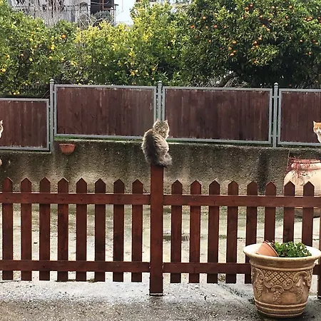 Le Gatte Eboli